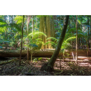 Hoya 77.0mm Mist Diffuser BK No 0.5 - Image 5