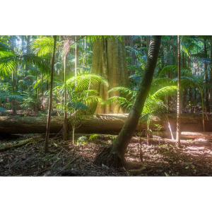 Hoya 49.0mm Mist Diffuser BK No 1 - Image 5